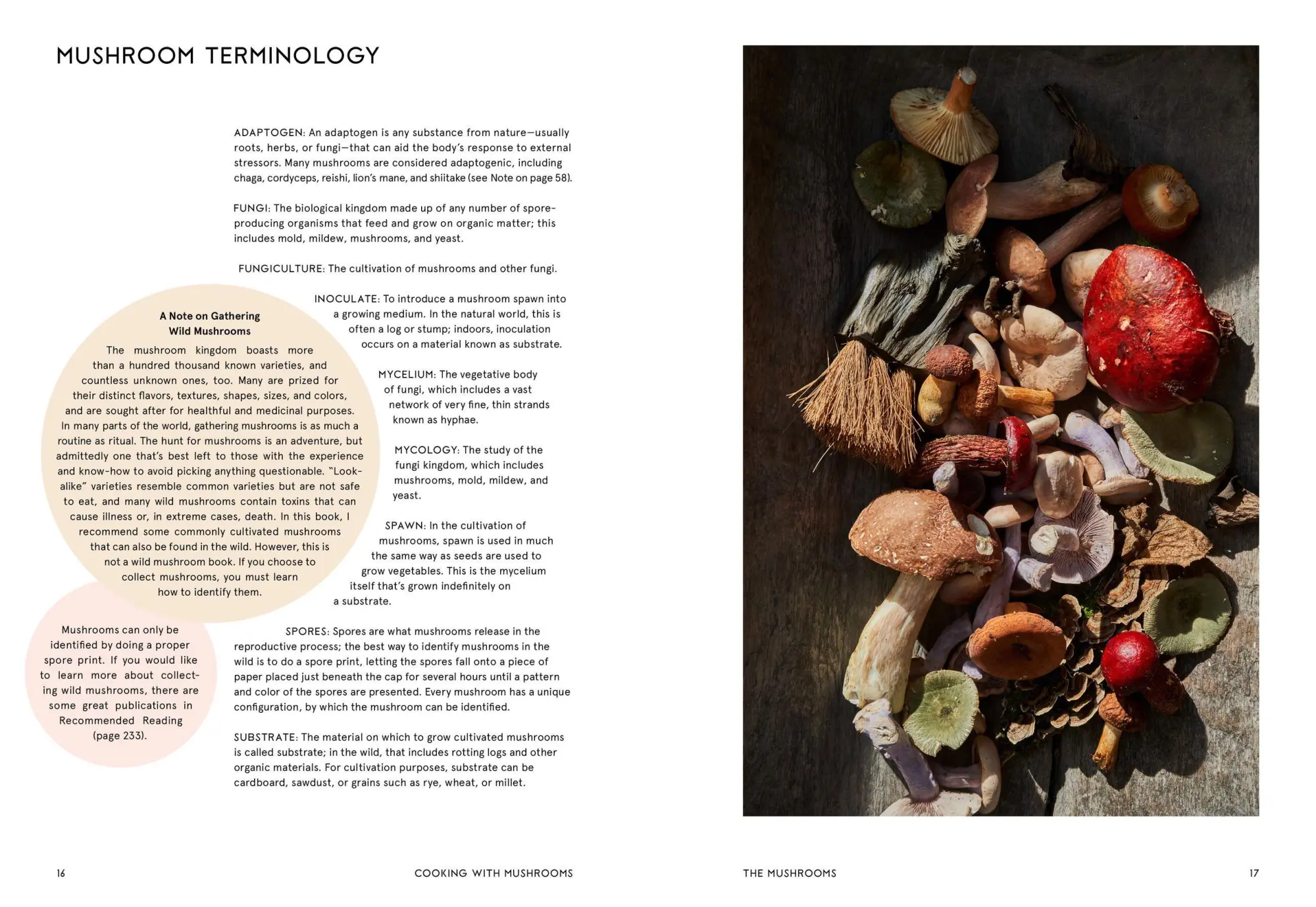 Bild: 9781648291500 | Cooking with Mushrooms | Andrea Gentl | Buch | Gebunden | Englisch