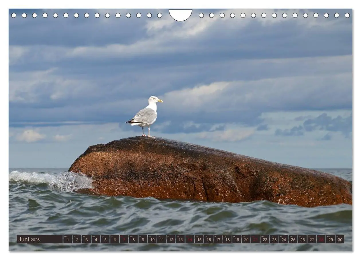 Bild: 9783516181500 | Die perfekte Welle (Wandkalender 2026 DIN A4 quer), CALVENDO...