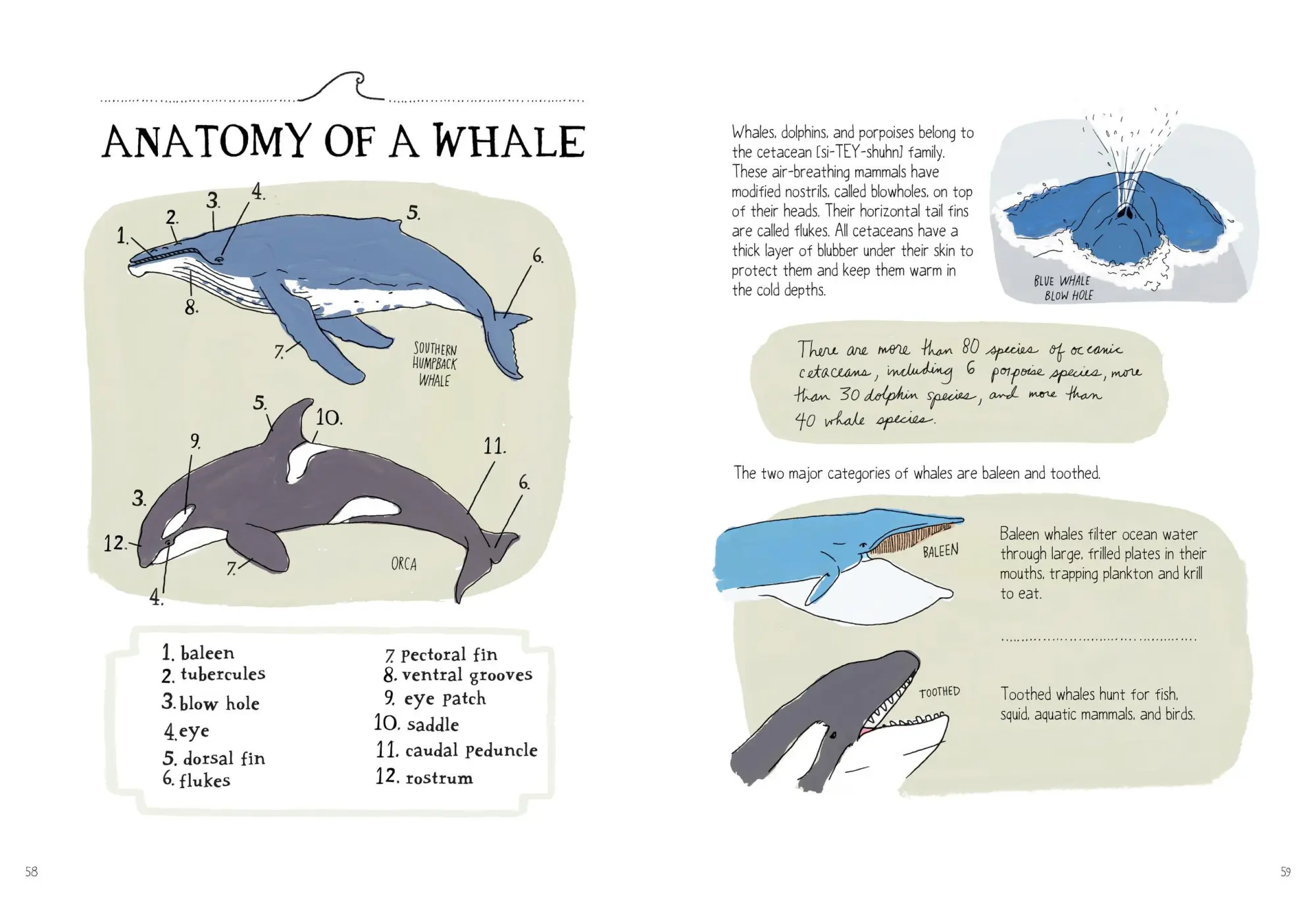 Bild: 9781635861600 | Ocean Anatomy | The Curious Parts &amp; Pieces of the World under the Sea
