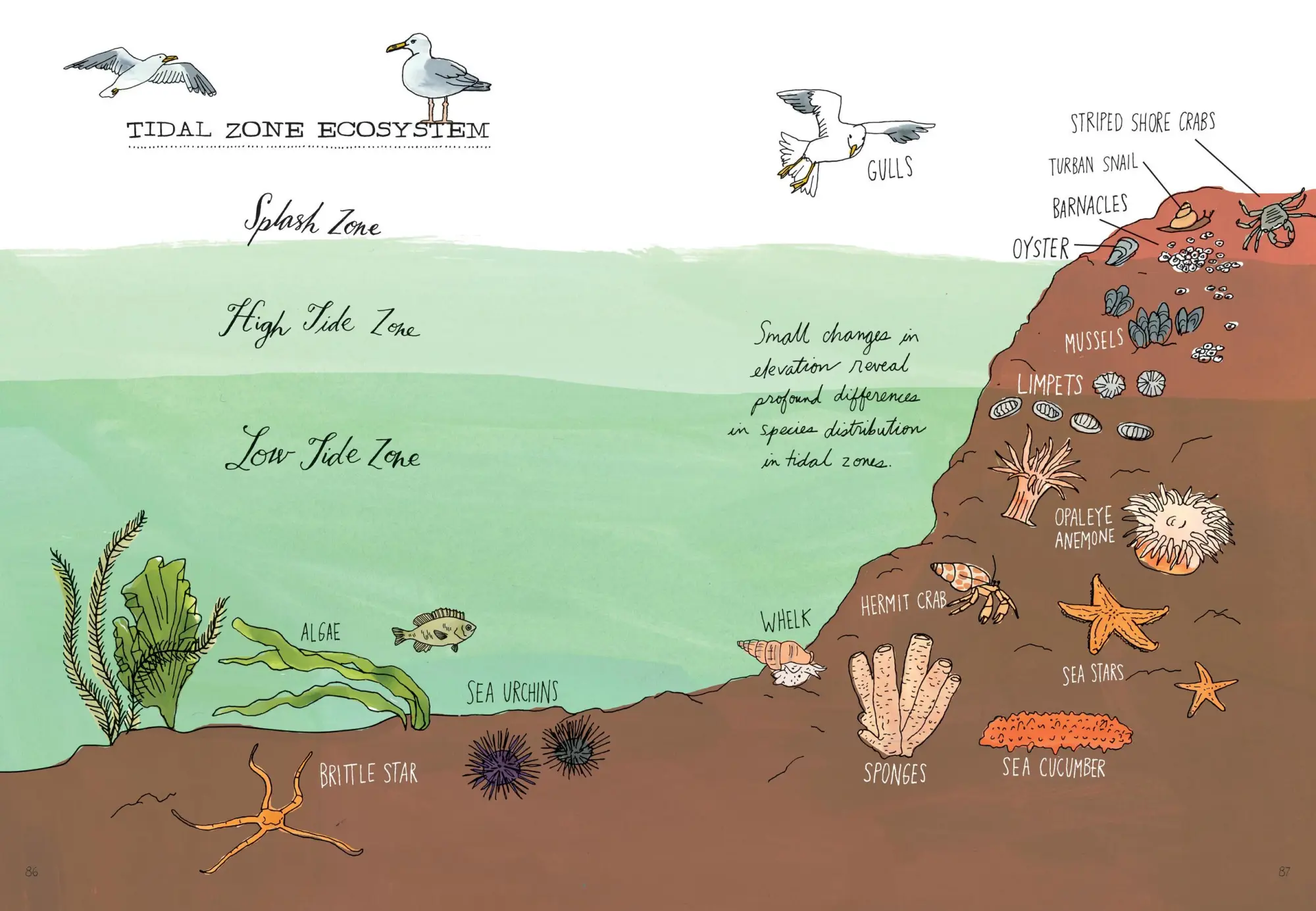 Bild: 9781635861600 | Ocean Anatomy | The Curious Parts &amp; Pieces of the World under the Sea