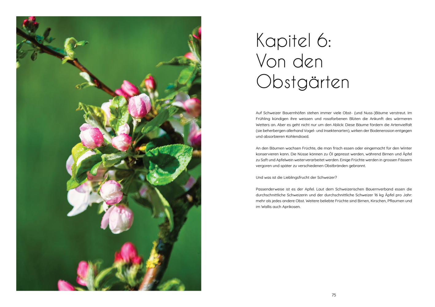 Bild: 9783038691600 | Schümli Pflümli &amp; co | Andie Pilot | Buch | 160 S. | Deutsch | 2024