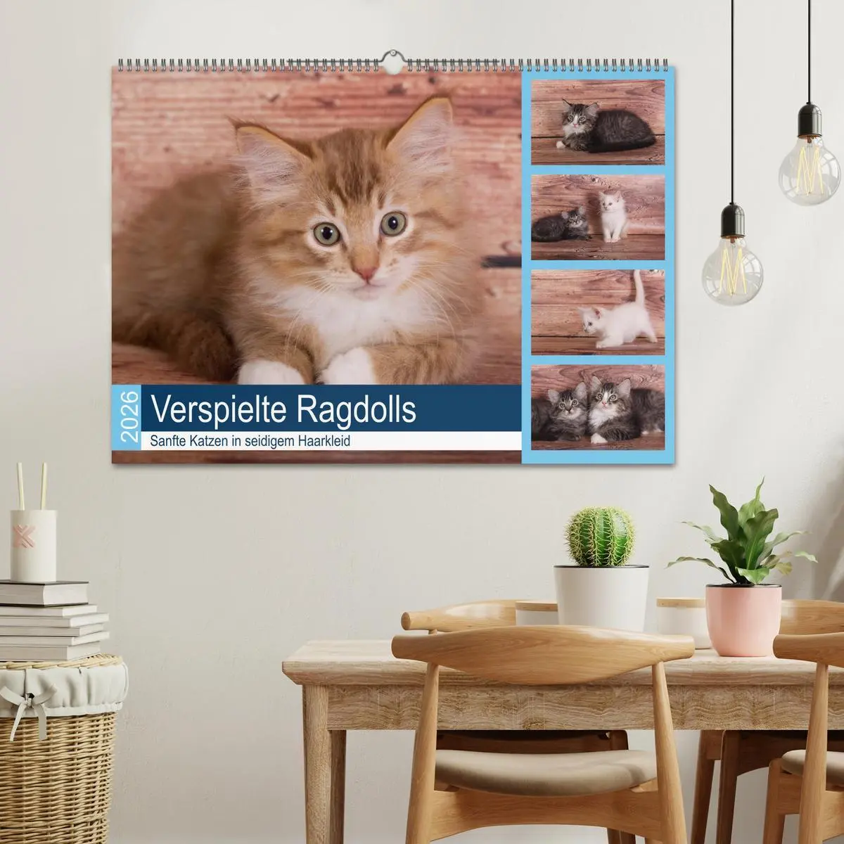 Bild: 9783457841600 | Verspielte Ragdolls -Sanfte Katzen in seidigem Haarkleid...