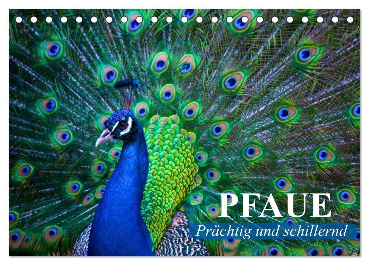 Cover: 9783435731800 | Pfaue. Prächtig und schillernd (Tischkalender 2025 DIN A5 quer),...