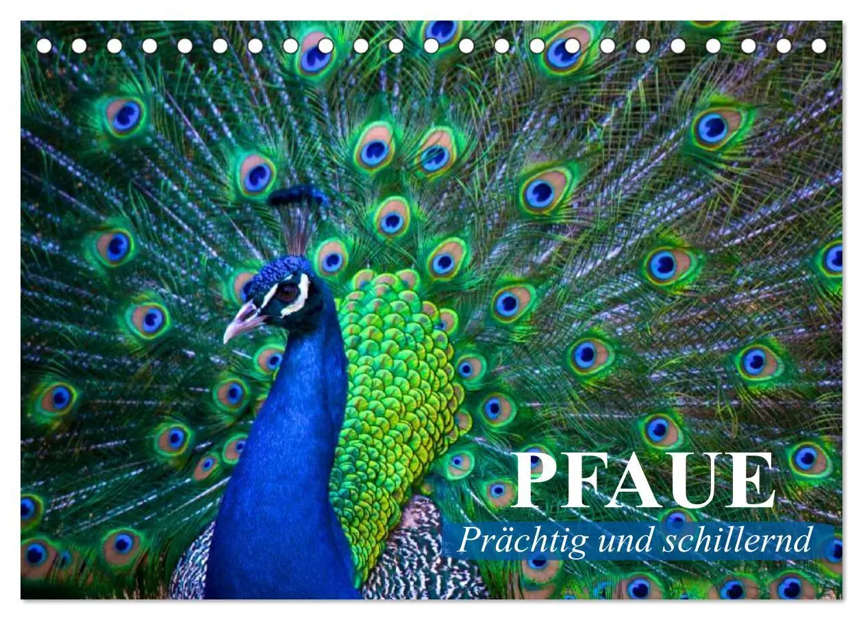 Cover: 9783435731800 | Pfaue. Prächtig und schillernd (Tischkalender 2025 DIN A5 quer),...