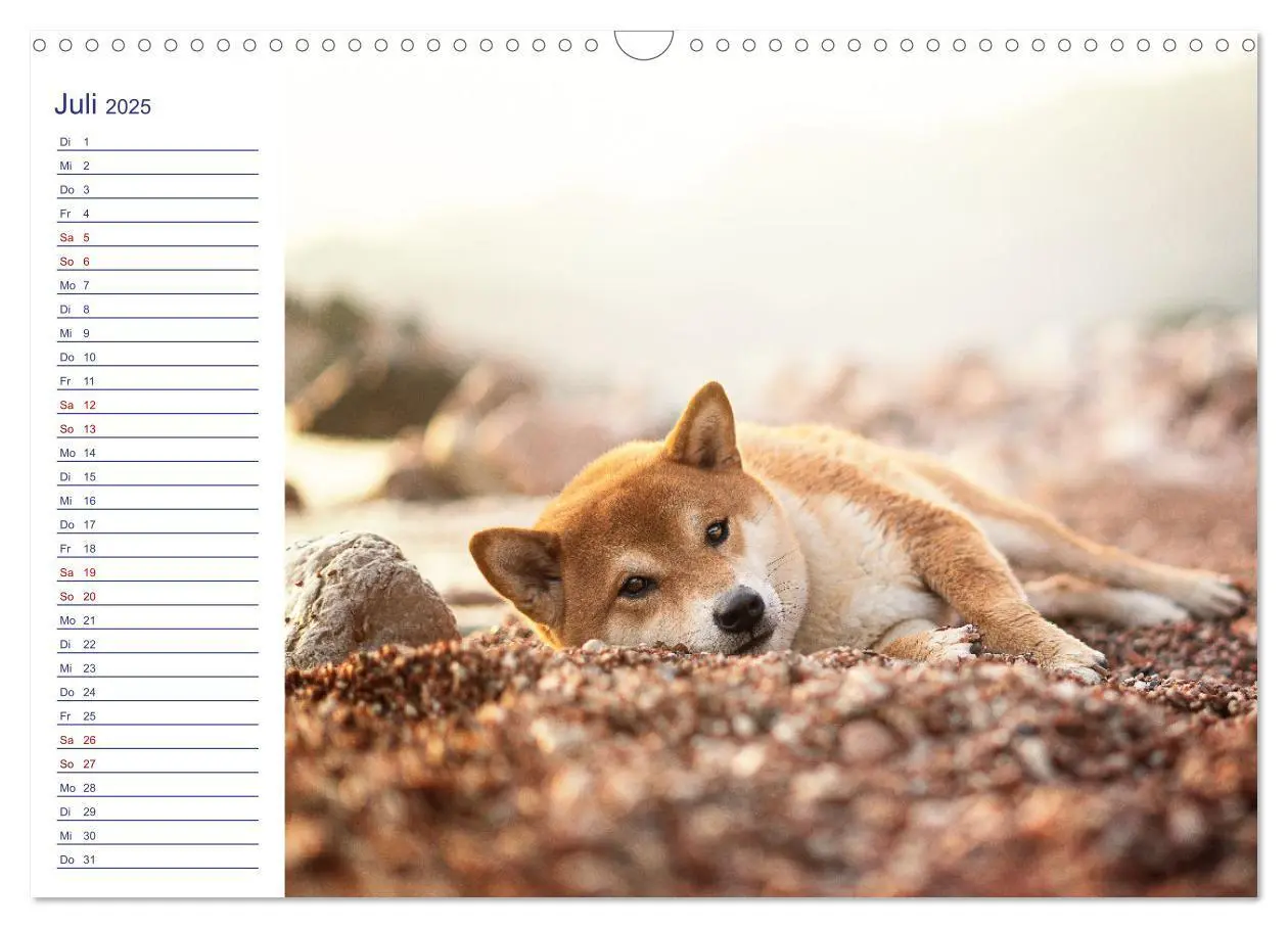 Bild: 9783435101900 | Japans Seelenhunde (Wandkalender 2025 DIN A3 quer), CALVENDO...