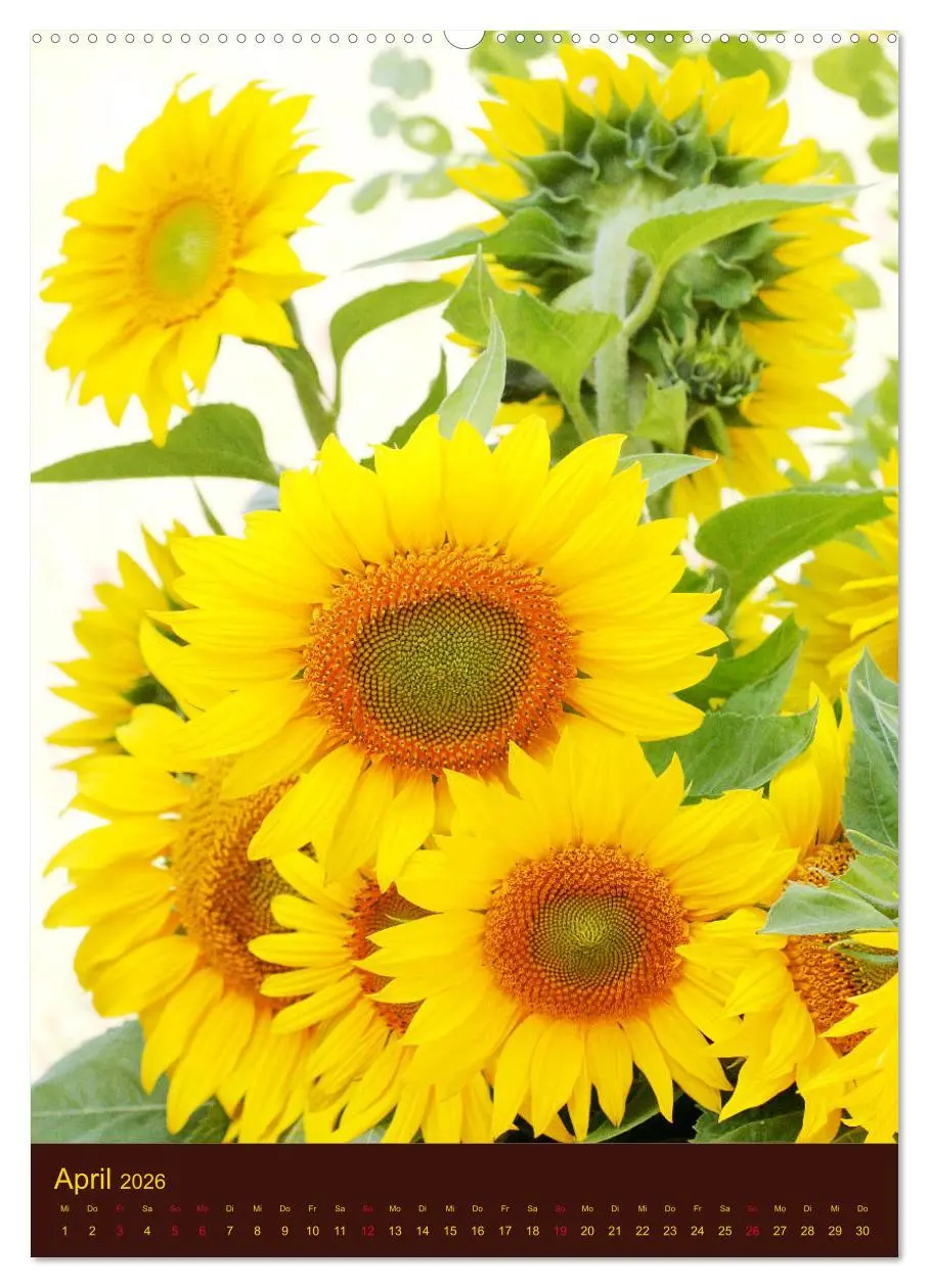 Bild: 9783516381900 | Sonnenblumen - Strahlende Blüten (Wandkalender 2026 DIN A2 hoch),...