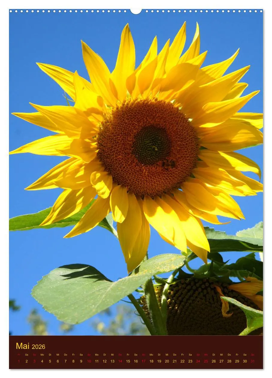 Bild: 9783516381900 | Sonnenblumen - Strahlende Blüten (Wandkalender 2026 DIN A2 hoch),...