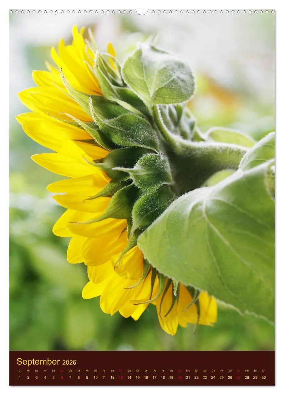 Bild: 9783516381900 | Sonnenblumen - Strahlende Blüten (Wandkalender 2026 DIN A2 hoch),...