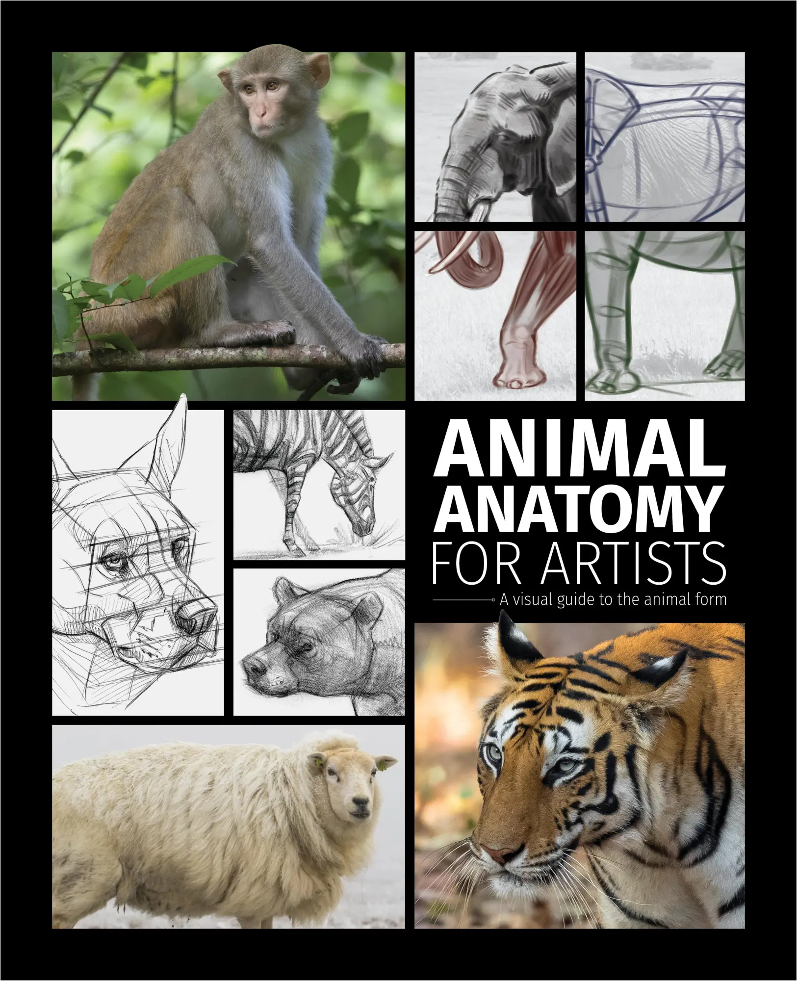 Cover: 9781915992000 | Animal Anatomy for Artists | A Visual Guide to the Animal Form | Buch