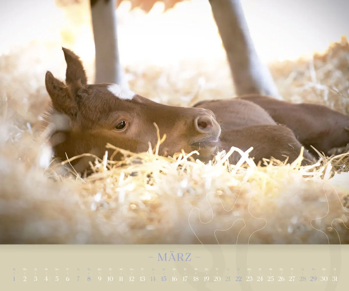 Bild: 9783710902000 | Trakehner 2026 | Eine lebende Legende | Kalender | Spiralbindung
