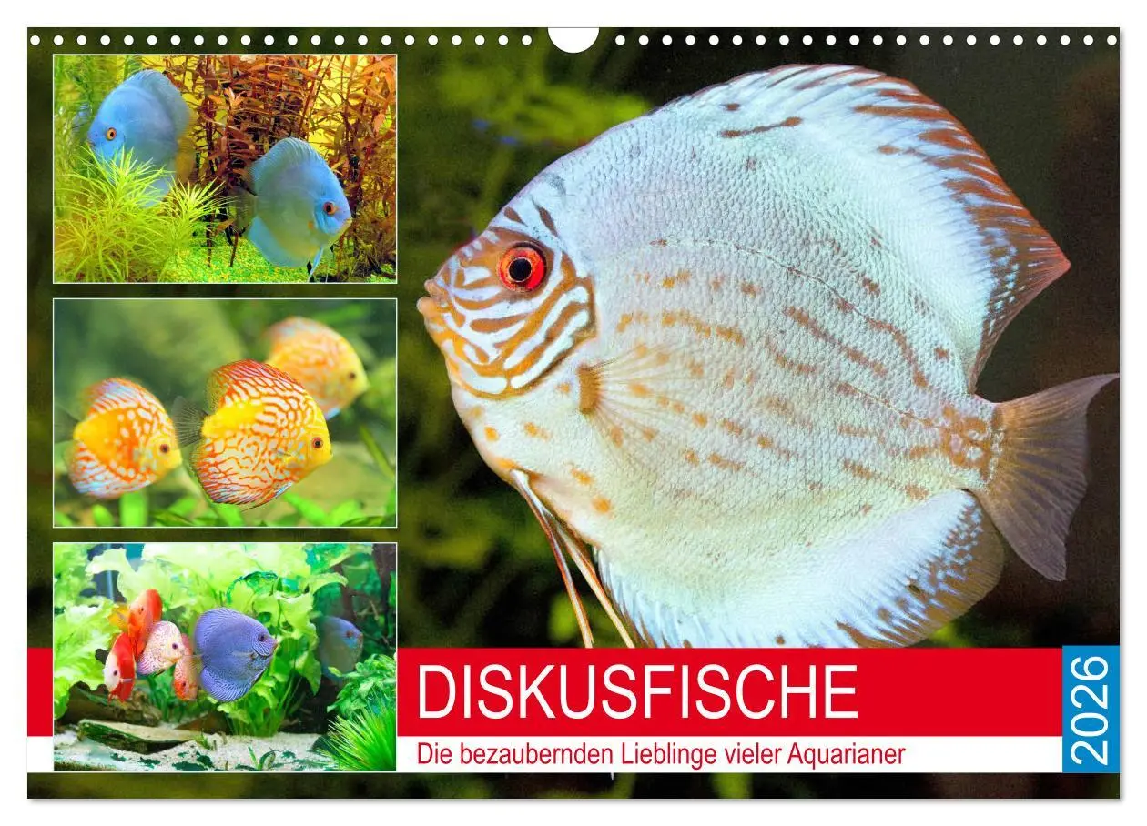 Cover: 9783457792100 | Diskusfische. Die bezaubernden Lieblinge vieler Aquarianer...
