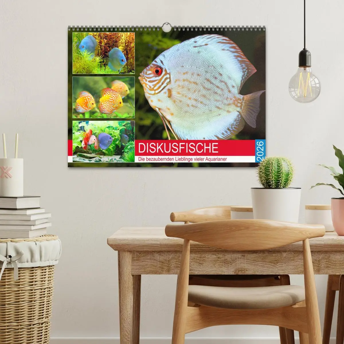 Bild: 9783457792100 | Diskusfische. Die bezaubernden Lieblinge vieler Aquarianer...