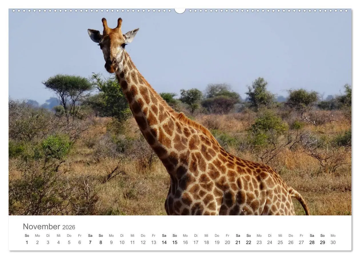 Bild: 9783457922200 | Afrika - Tiere im Krüger Nationalpark (Wandkalender 2026 DIN A2...
