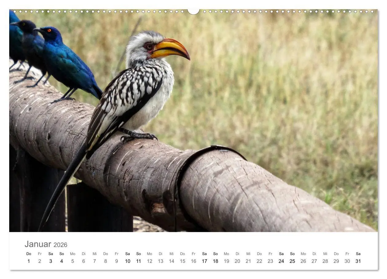 Bild: 9783457922200 | Afrika - Tiere im Krüger Nationalpark (Wandkalender 2026 DIN A2...