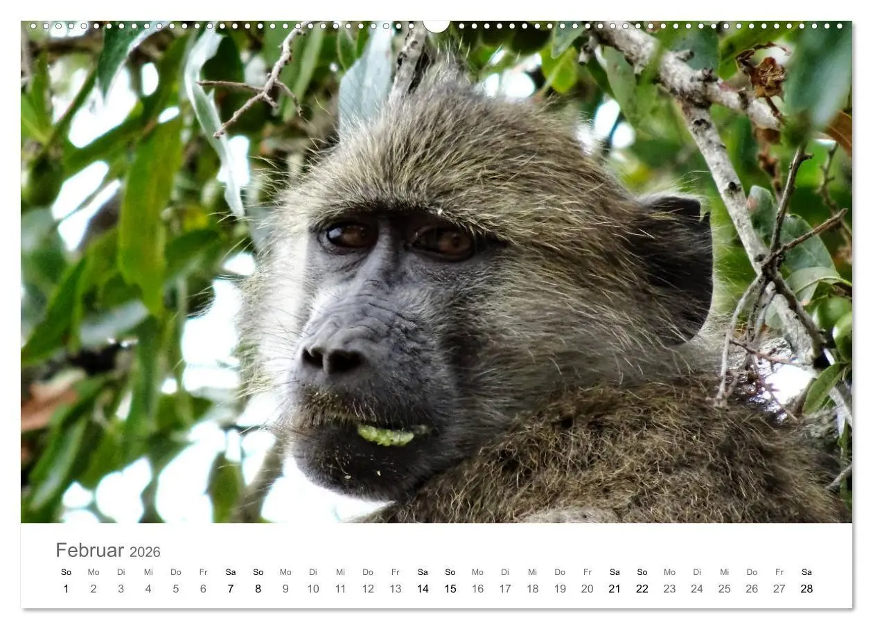 Bild: 9783457922200 | Afrika - Tiere im Krüger Nationalpark (Wandkalender 2026 DIN A2...