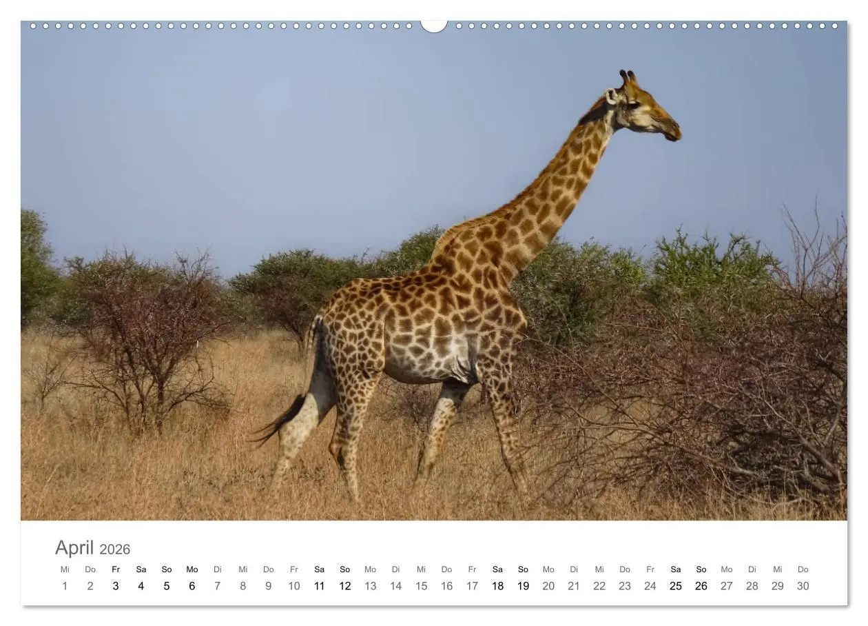 Bild: 9783457922200 | Afrika - Tiere im Krüger Nationalpark (Wandkalender 2026 DIN A2...