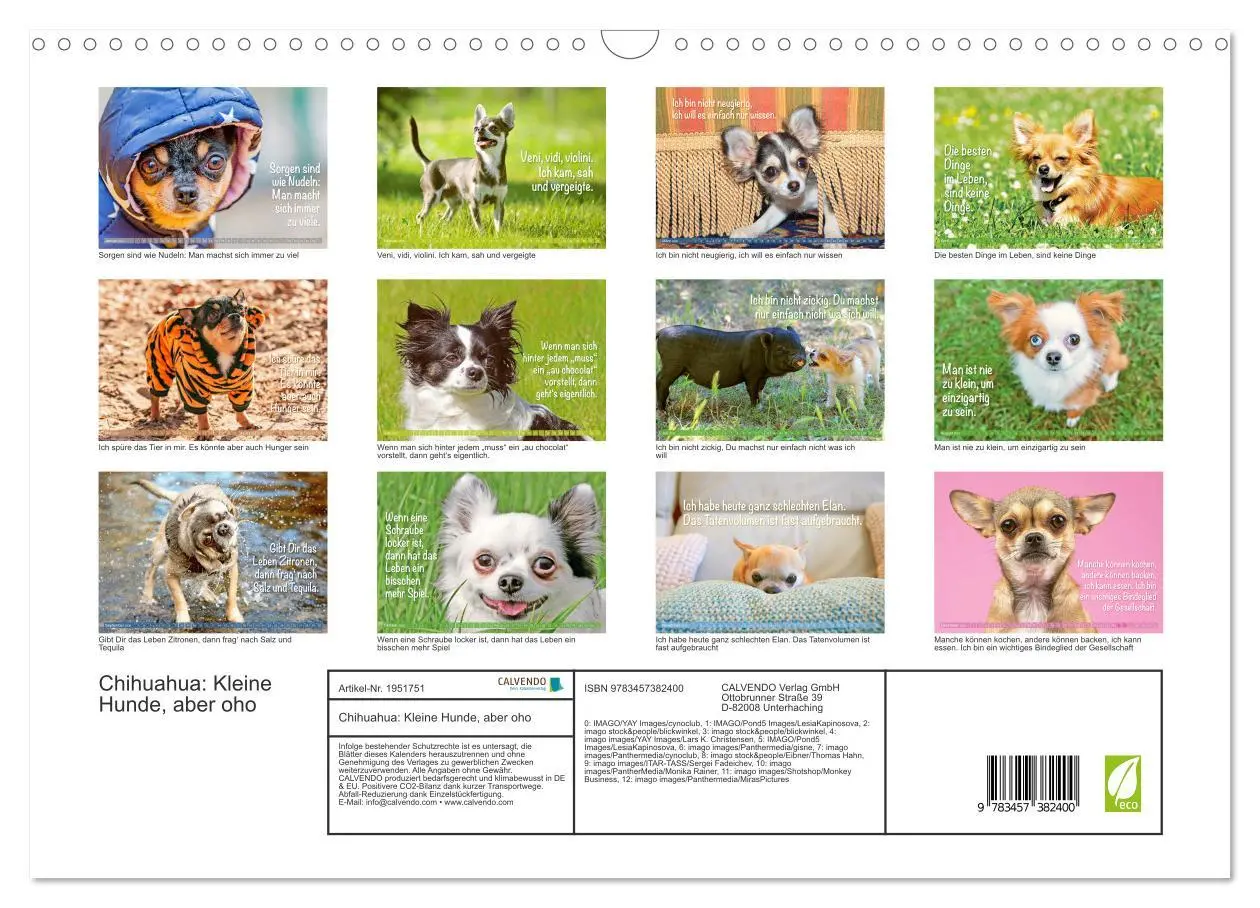 Bild: 9783457382400 | Chihuahua: Kleine Hunde, aber oho (Wandkalender 2026 DIN A3 quer),...