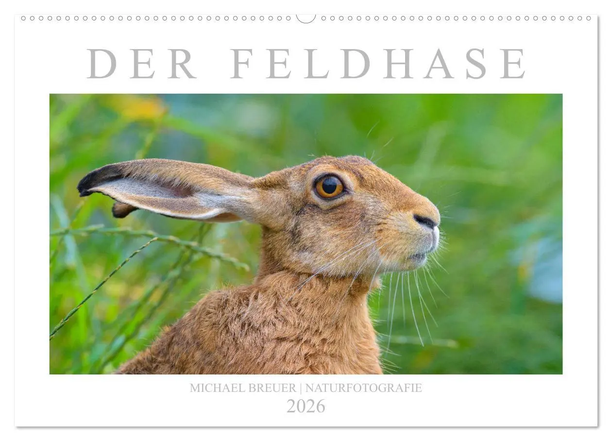 Cover: 9783457762400 | Der Feldhase (Wandkalender 2026 DIN A2 quer), CALVENDO Monatskalender