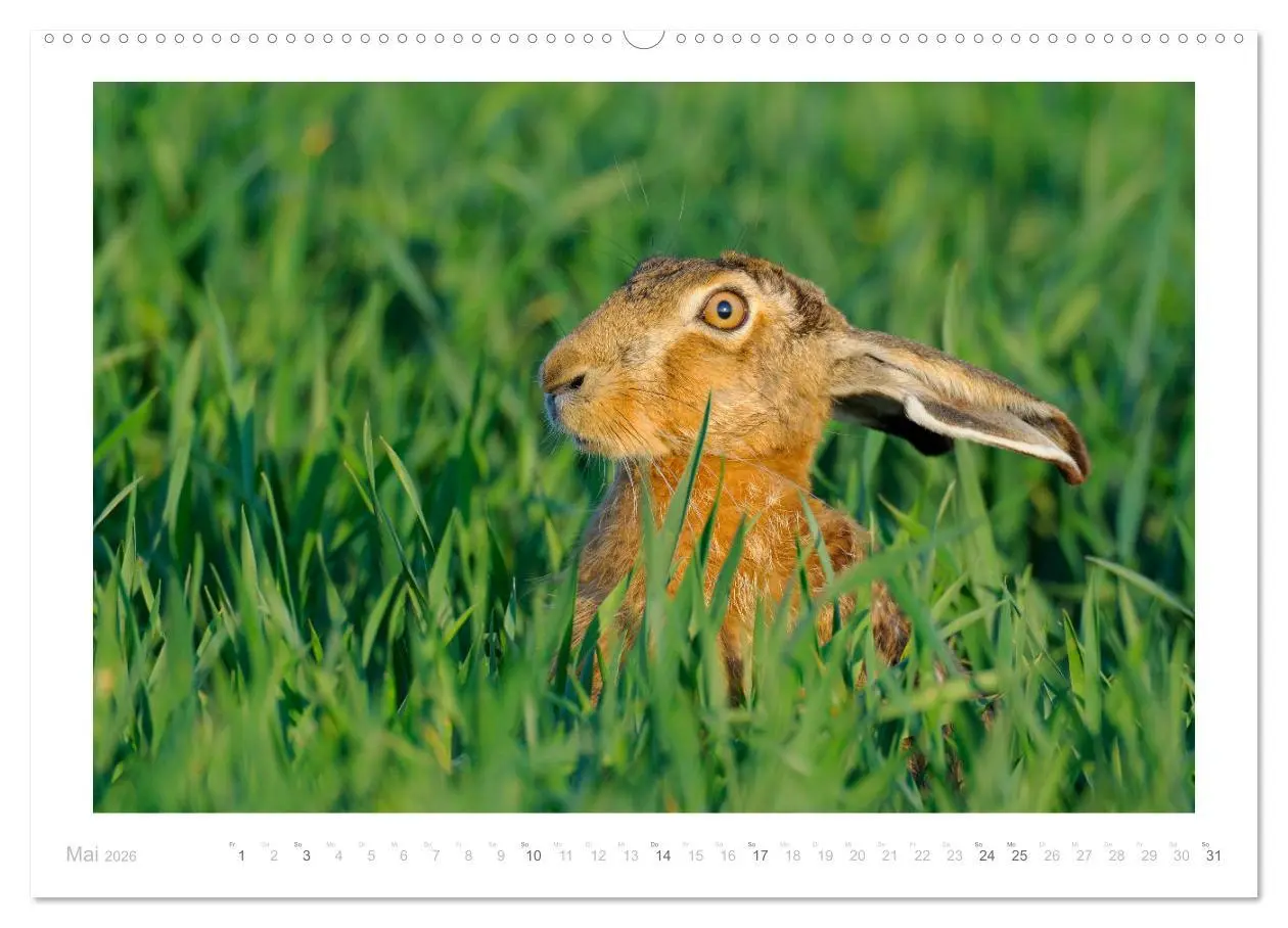 Bild: 9783457762400 | Der Feldhase (Wandkalender 2026 DIN A2 quer), CALVENDO Monatskalender