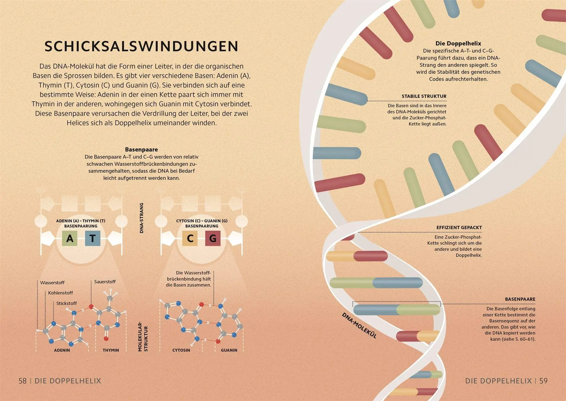 Bild: 9783831052400 | SIMPLY. Genetik | Derek Harvey (u. a.) | Buch | Simply | 160 S. | 2026