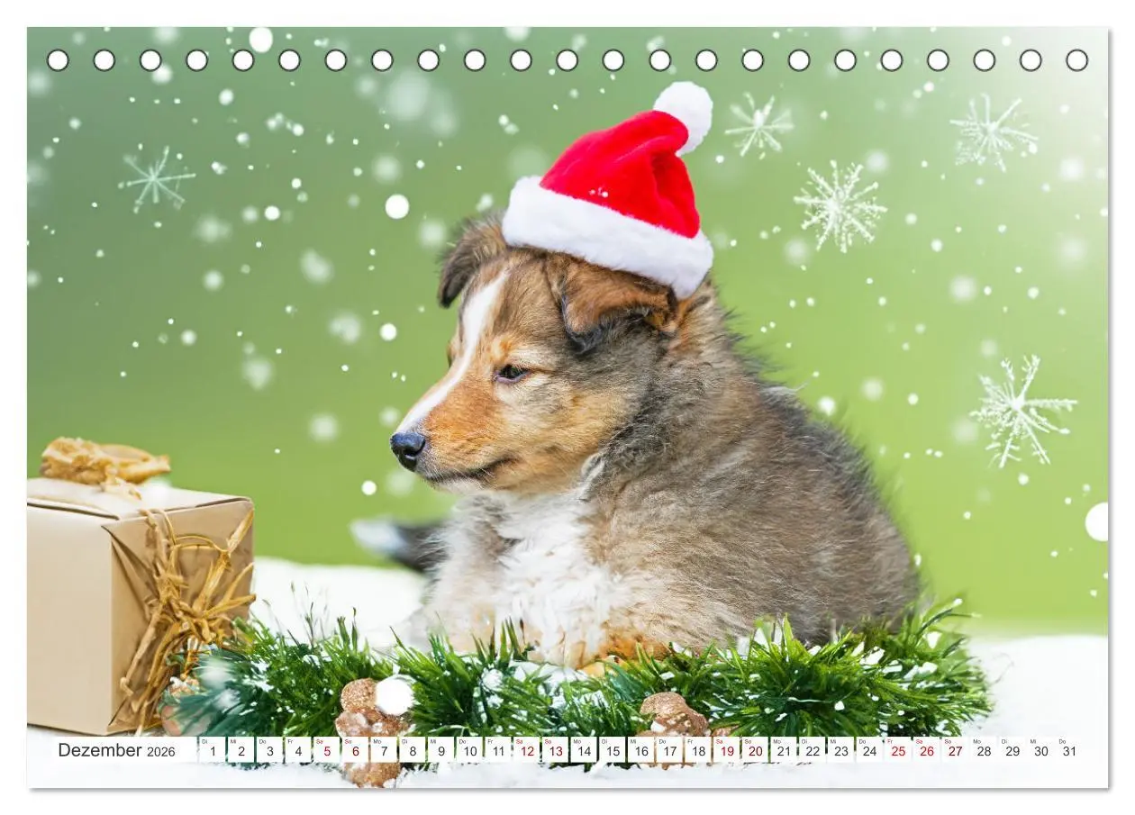 Bild: 9783457372500 | Sheltie - Ein Stück vom Glück (Tischkalender 2026 DIN A5 quer),...