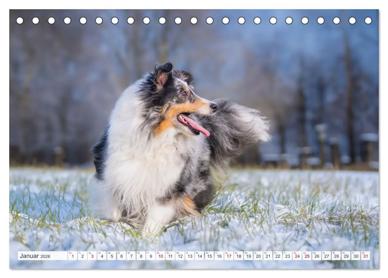 Bild: 9783457372500 | Sheltie - Ein Stück vom Glück (Tischkalender 2026 DIN A5 quer),...