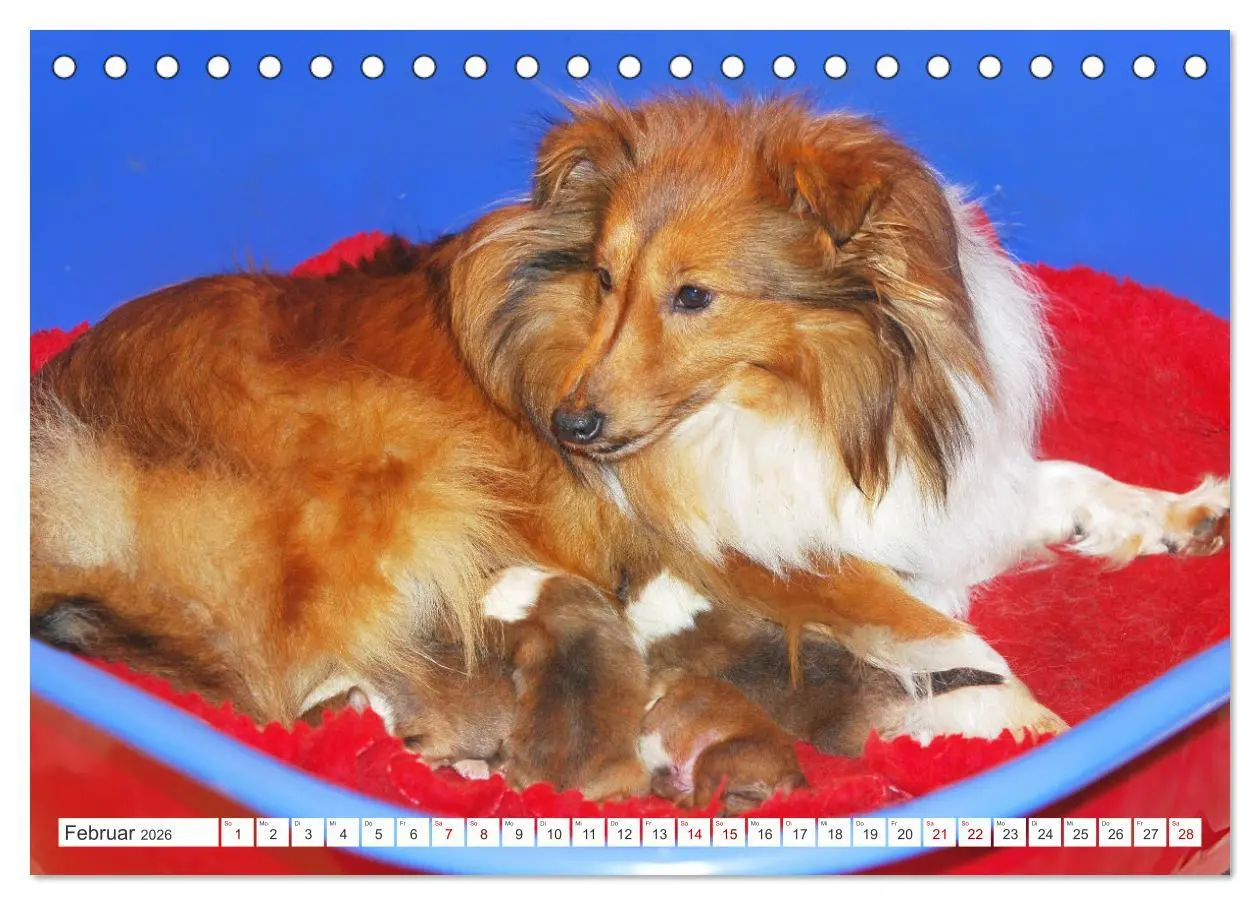 Bild: 9783457372500 | Sheltie - Ein Stück vom Glück (Tischkalender 2026 DIN A5 quer),...