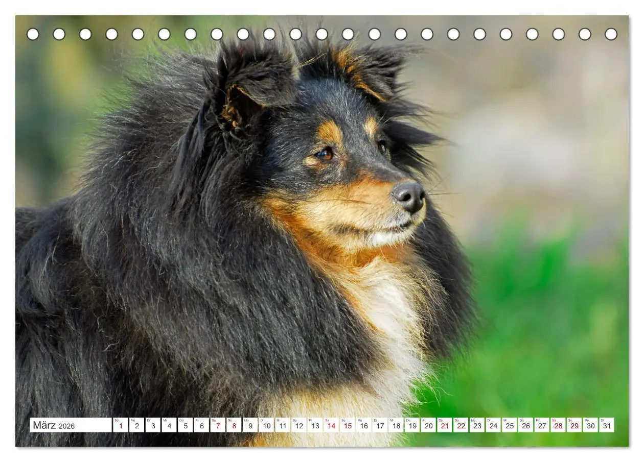 Bild: 9783457372500 | Sheltie - Ein Stück vom Glück (Tischkalender 2026 DIN A5 quer),...