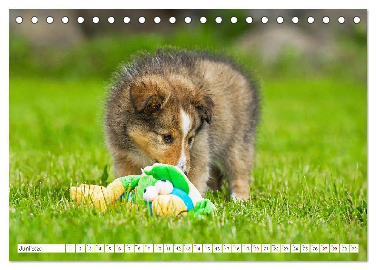 Bild: 9783457372500 | Sheltie - Ein Stück vom Glück (Tischkalender 2026 DIN A5 quer),...