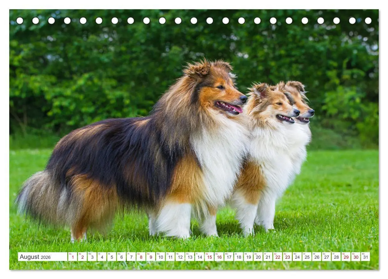 Bild: 9783457372500 | Sheltie - Ein Stück vom Glück (Tischkalender 2026 DIN A5 quer),...