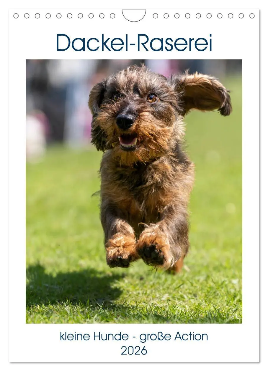 Cover: 9783516392500 | Dackel-Raserei (Wandkalender 2026 DIN A4 hoch), CALVENDO...