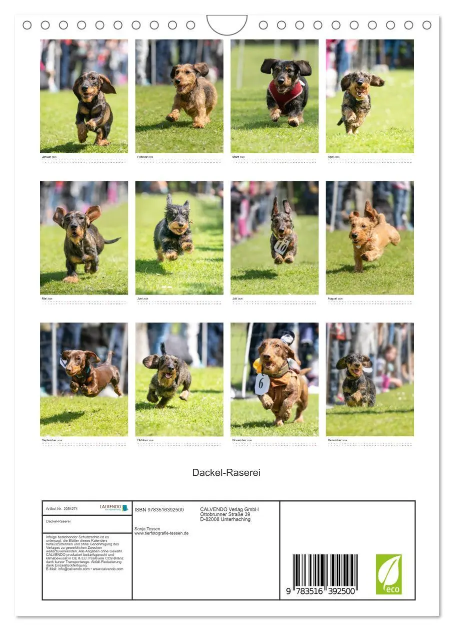 Bild: 9783516392500 | Dackel-Raserei (Wandkalender 2026 DIN A4 hoch), CALVENDO...
