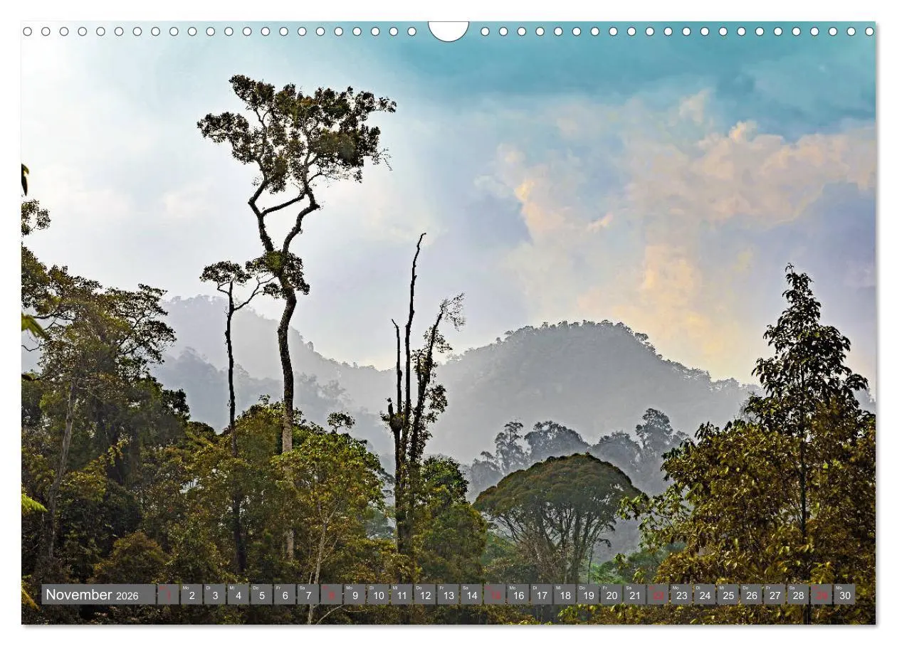 Bild: 9783457742600 | Im Regenwald von Borneo (Wandkalender 2026 DIN A3 quer), CALVENDO...