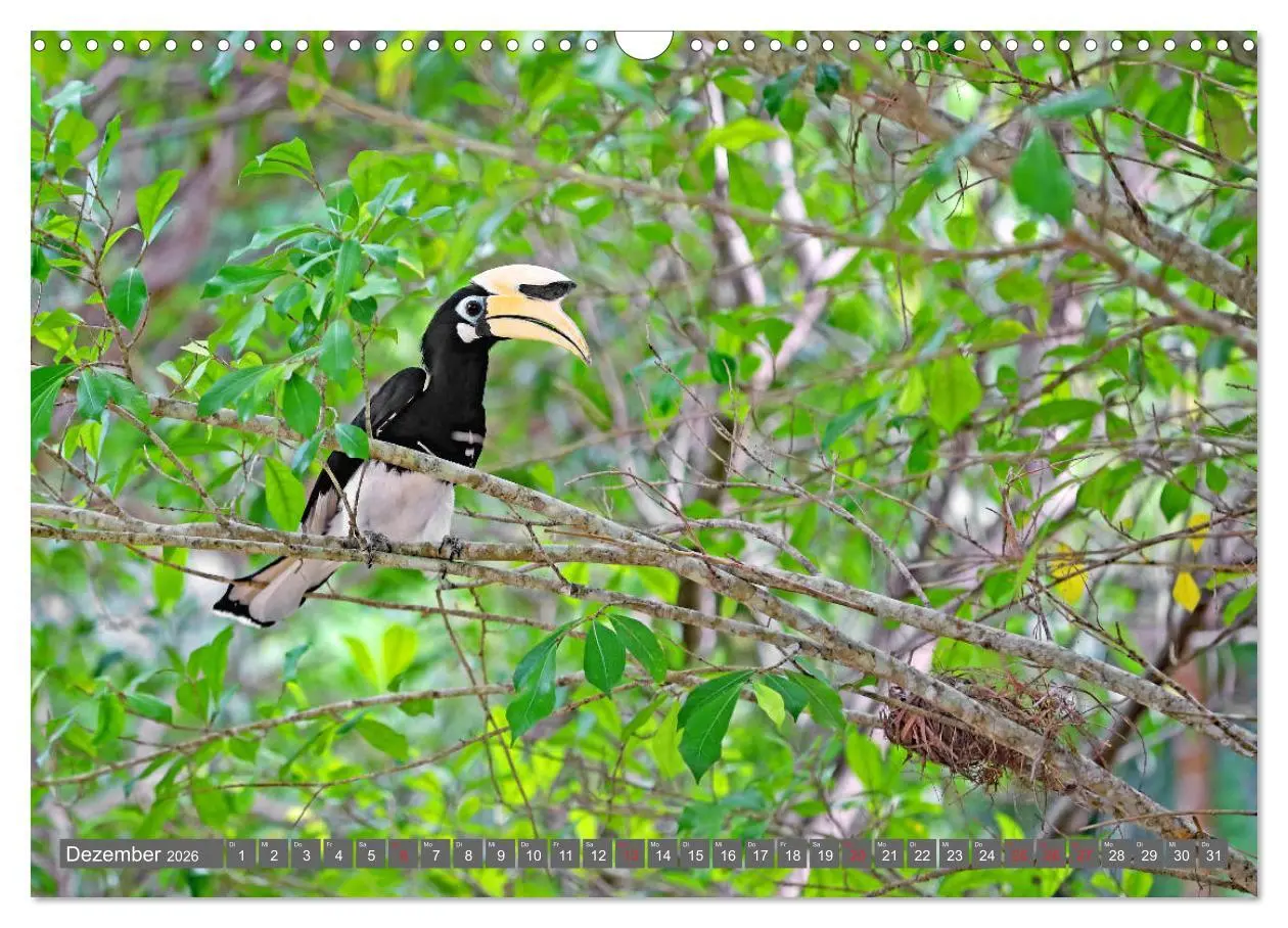Bild: 9783457742600 | Im Regenwald von Borneo (Wandkalender 2026 DIN A3 quer), CALVENDO...