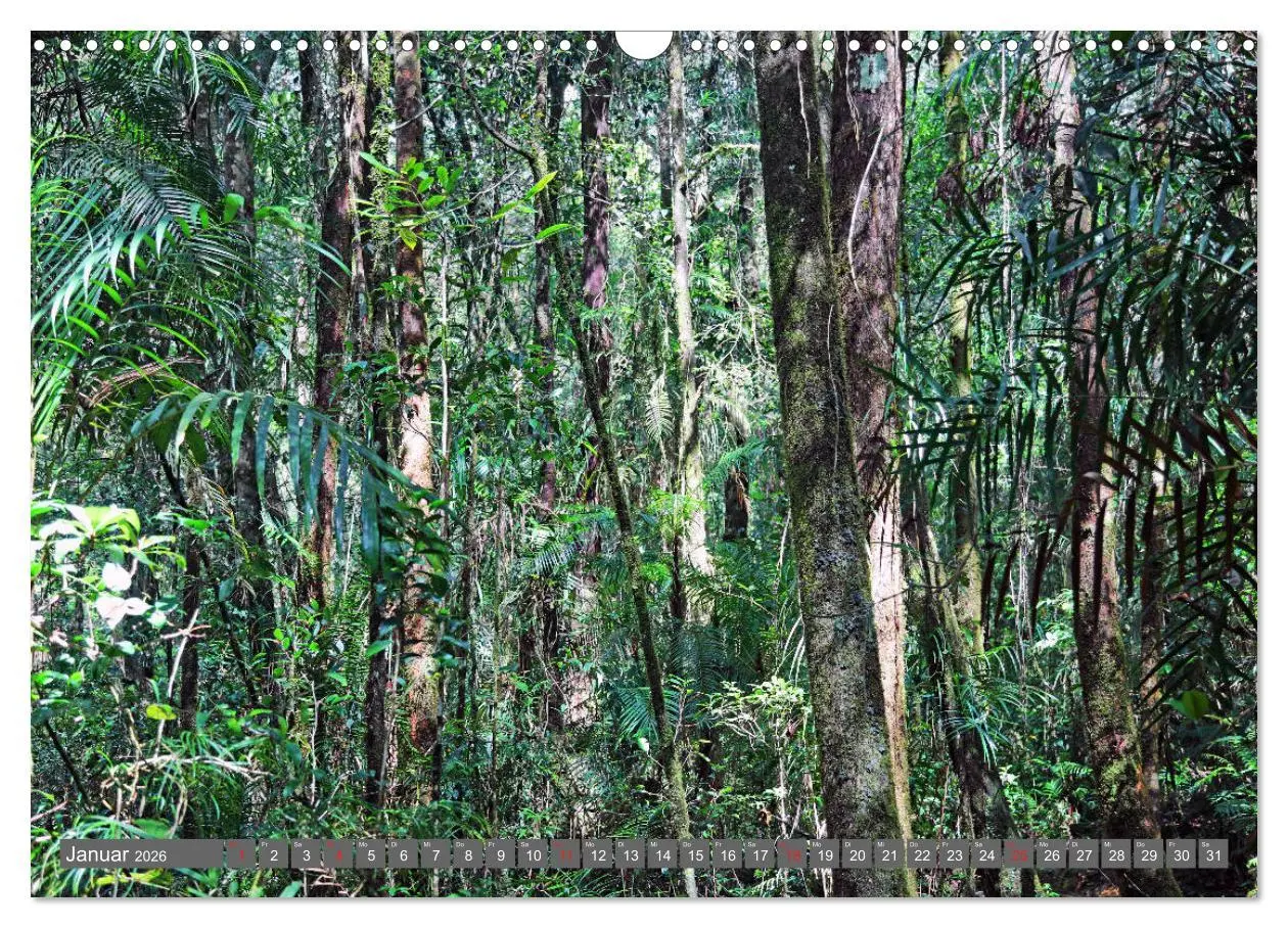 Bild: 9783457742600 | Im Regenwald von Borneo (Wandkalender 2026 DIN A3 quer), CALVENDO...