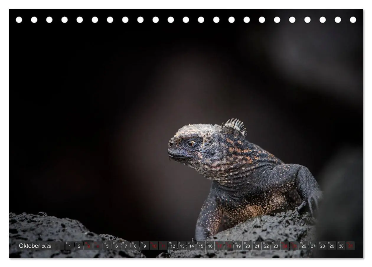 Bild: 9783457592700 | Die faszinierende Tierwelt der Galapagos-Inseln (Tischkalender 2026...