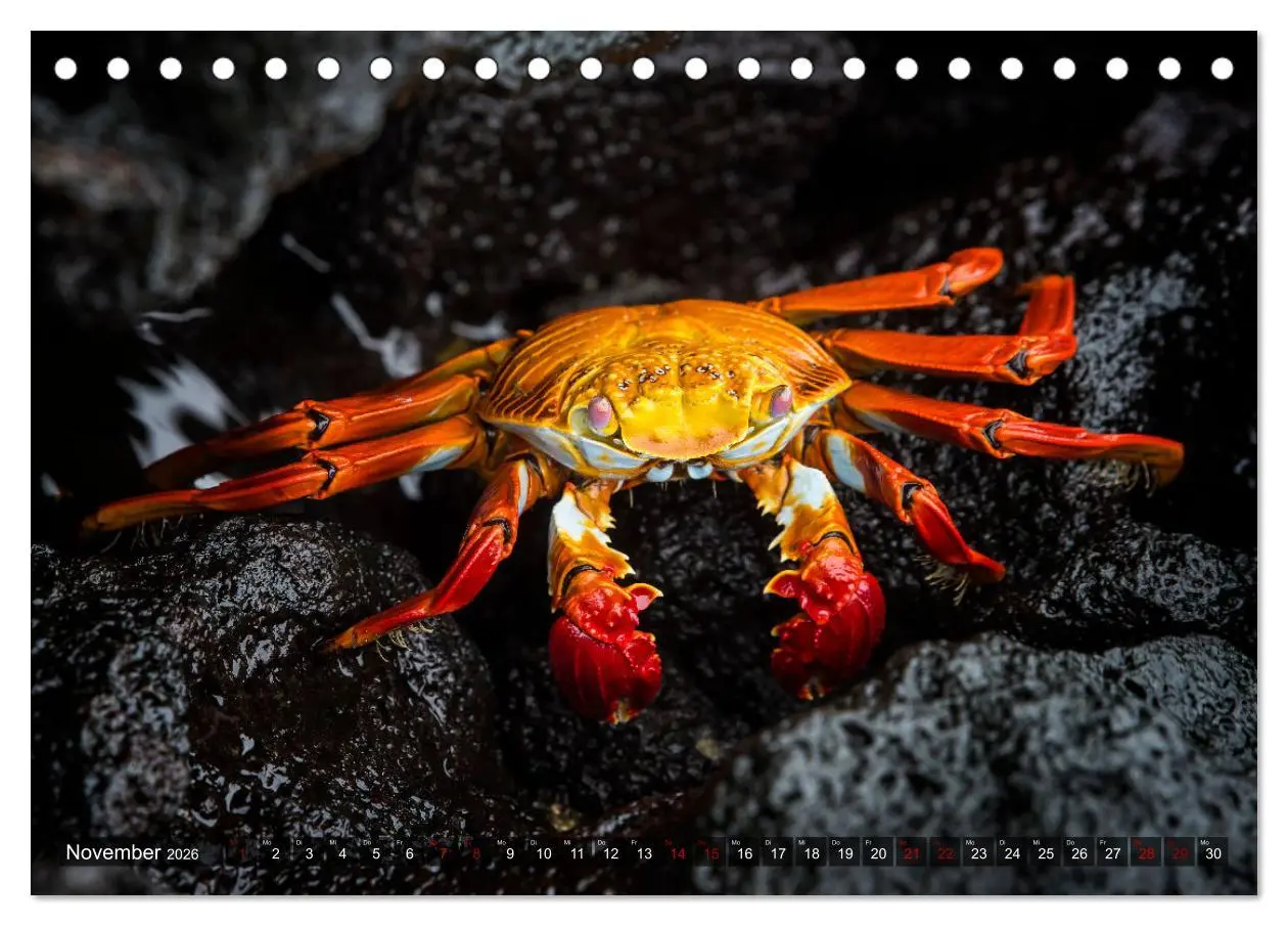 Bild: 9783457592700 | Die faszinierende Tierwelt der Galapagos-Inseln (Tischkalender 2026...