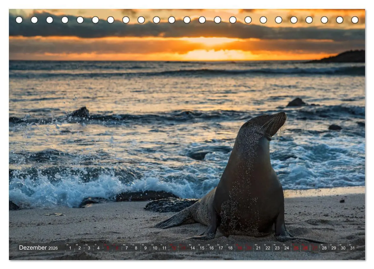 Bild: 9783457592700 | Die faszinierende Tierwelt der Galapagos-Inseln (Tischkalender 2026...