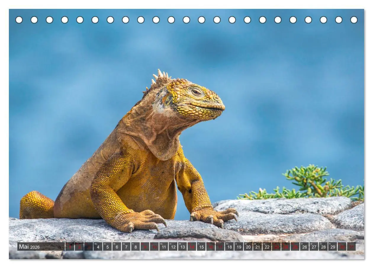 Bild: 9783457592700 | Die faszinierende Tierwelt der Galapagos-Inseln (Tischkalender 2026...
