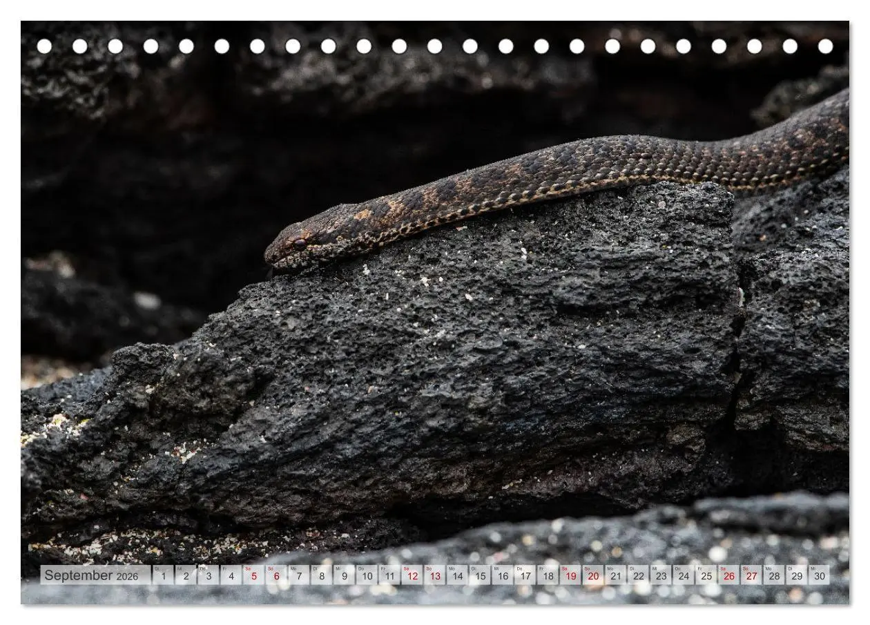 Bild: 9783457592700 | Die faszinierende Tierwelt der Galapagos-Inseln (Tischkalender 2026...
