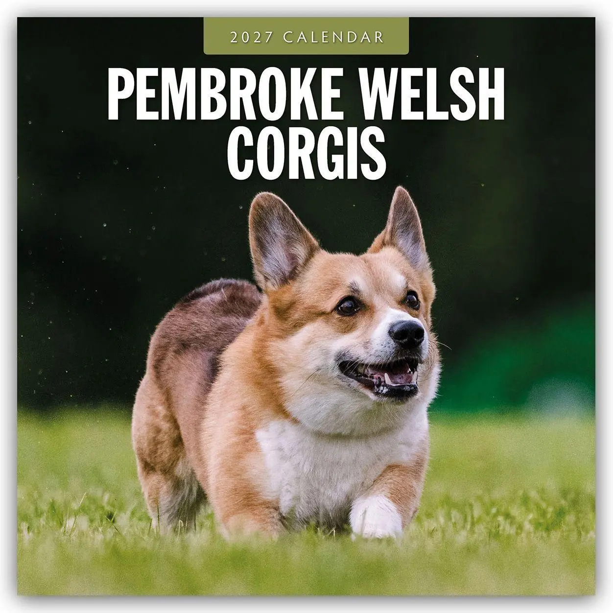 Cover: 9781837012800 | Pembroke Welsh Corgis - Pembroke Welsh Corgi 2027 - 16-Monatskalender