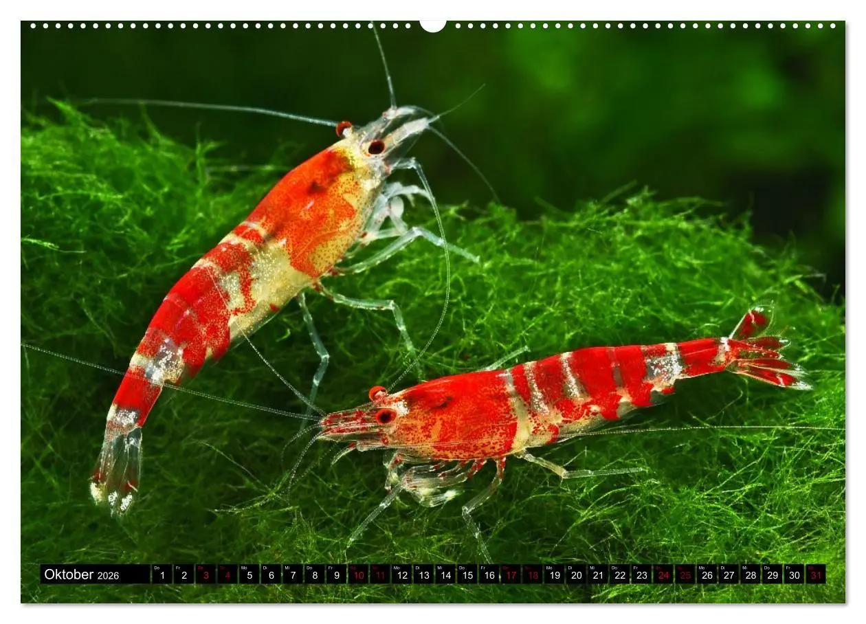 Bild: 9783457533000 | Dwarf Shrimps - Zwerggarnelen (hochwertiger Premium Wandkalender...