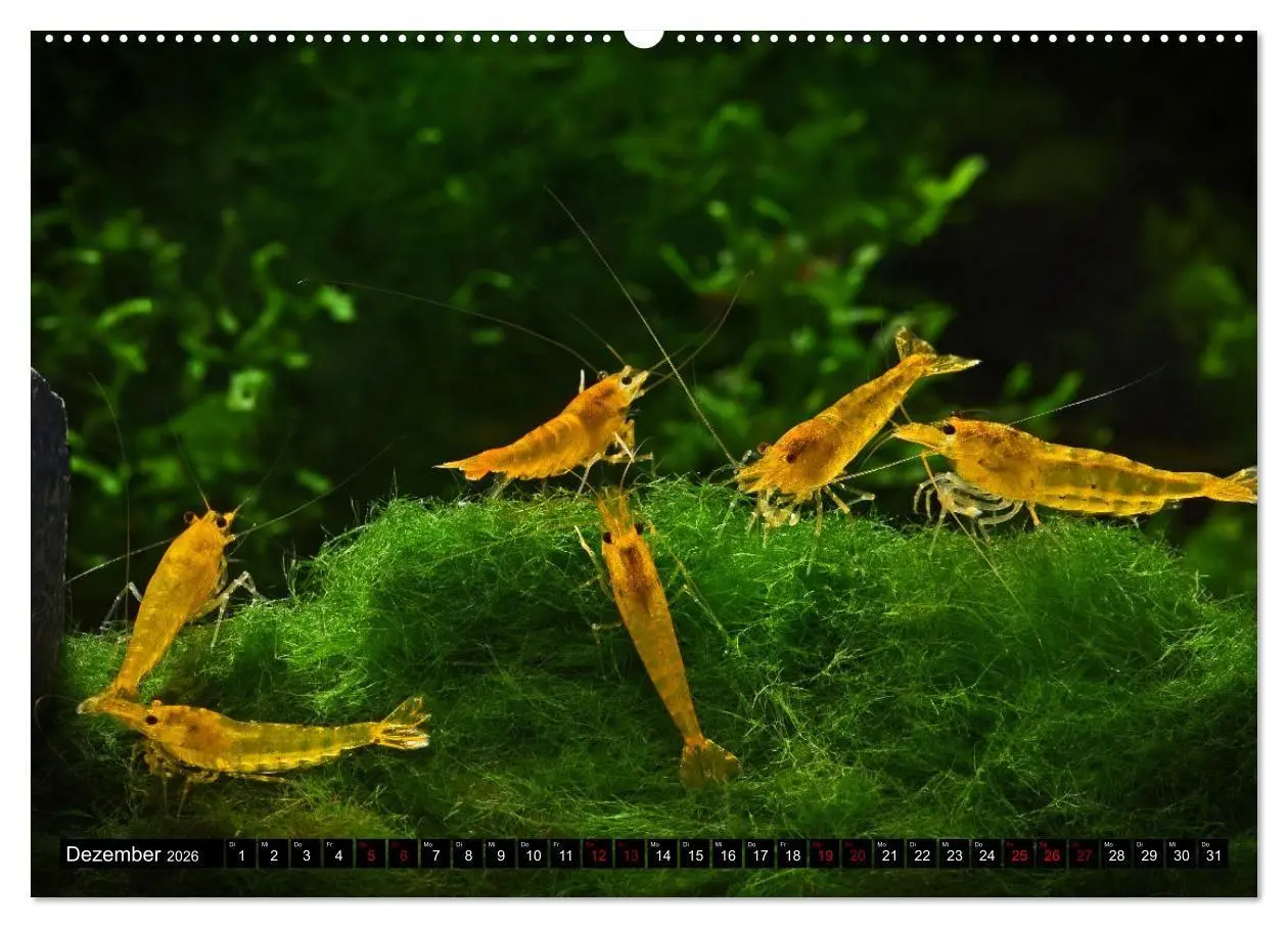 Bild: 9783457533000 | Dwarf Shrimps - Zwerggarnelen (hochwertiger Premium Wandkalender...