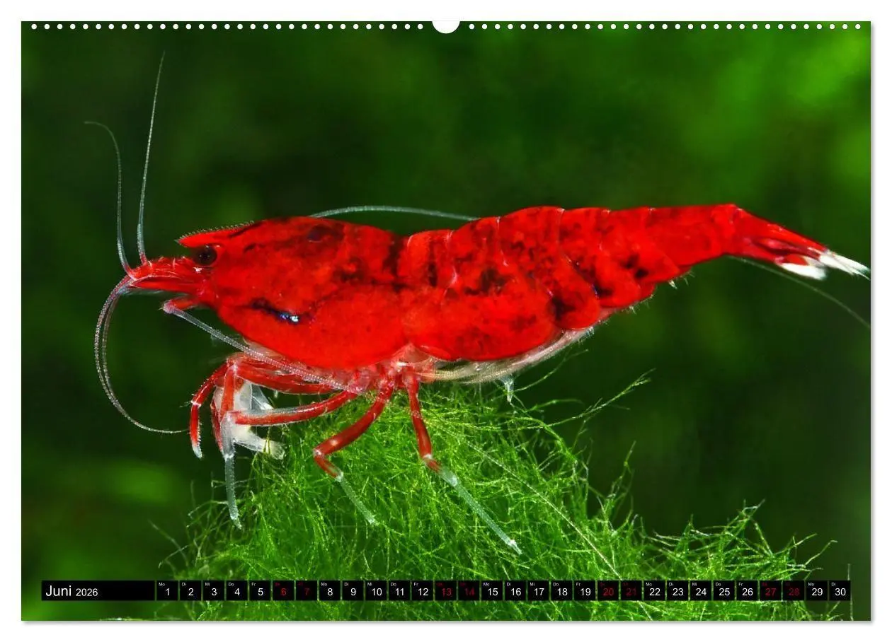 Bild: 9783457533000 | Dwarf Shrimps - Zwerggarnelen (hochwertiger Premium Wandkalender...