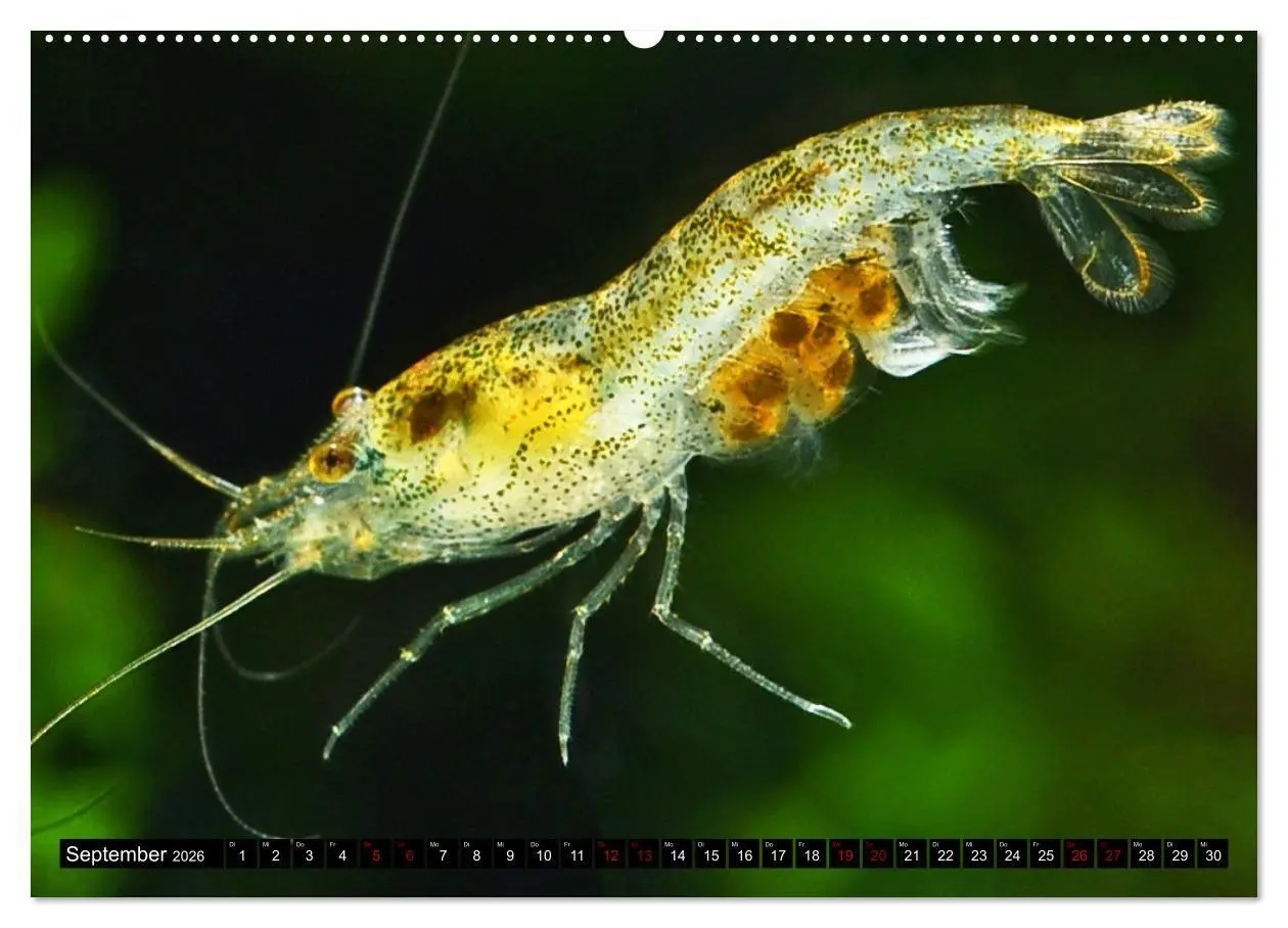 Bild: 9783457533000 | Dwarf Shrimps - Zwerggarnelen (hochwertiger Premium Wandkalender...