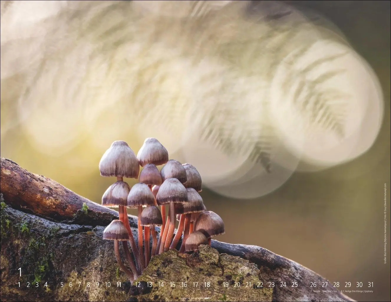 Bild: 9783839903100 | Wunderwelt der Pilze Kalender 2026 | Kalender | 14 S. | Deutsch | 2026