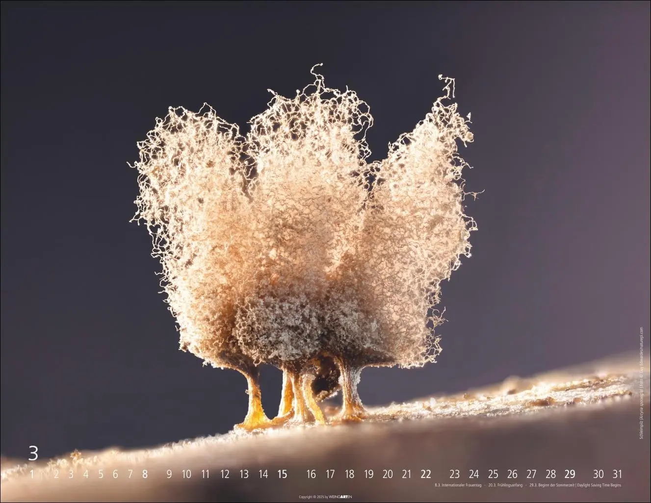 Bild: 9783839903100 | Wunderwelt der Pilze Kalender 2026 | Kalender | 14 S. | Deutsch | 2026
