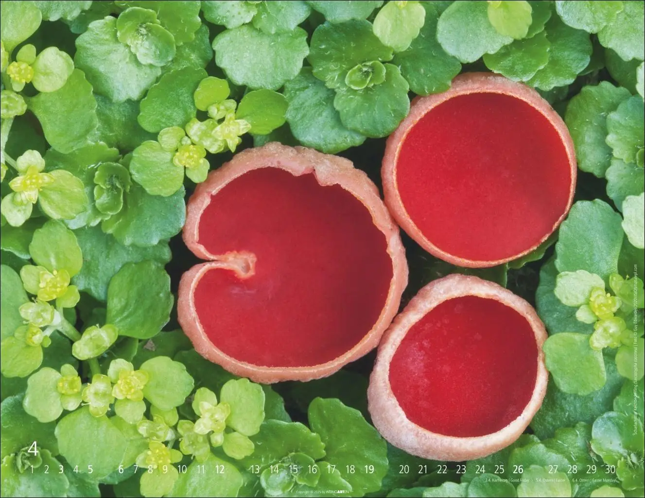Bild: 9783839903100 | Wunderwelt der Pilze Kalender 2026 | Kalender | 14 S. | Deutsch | 2026