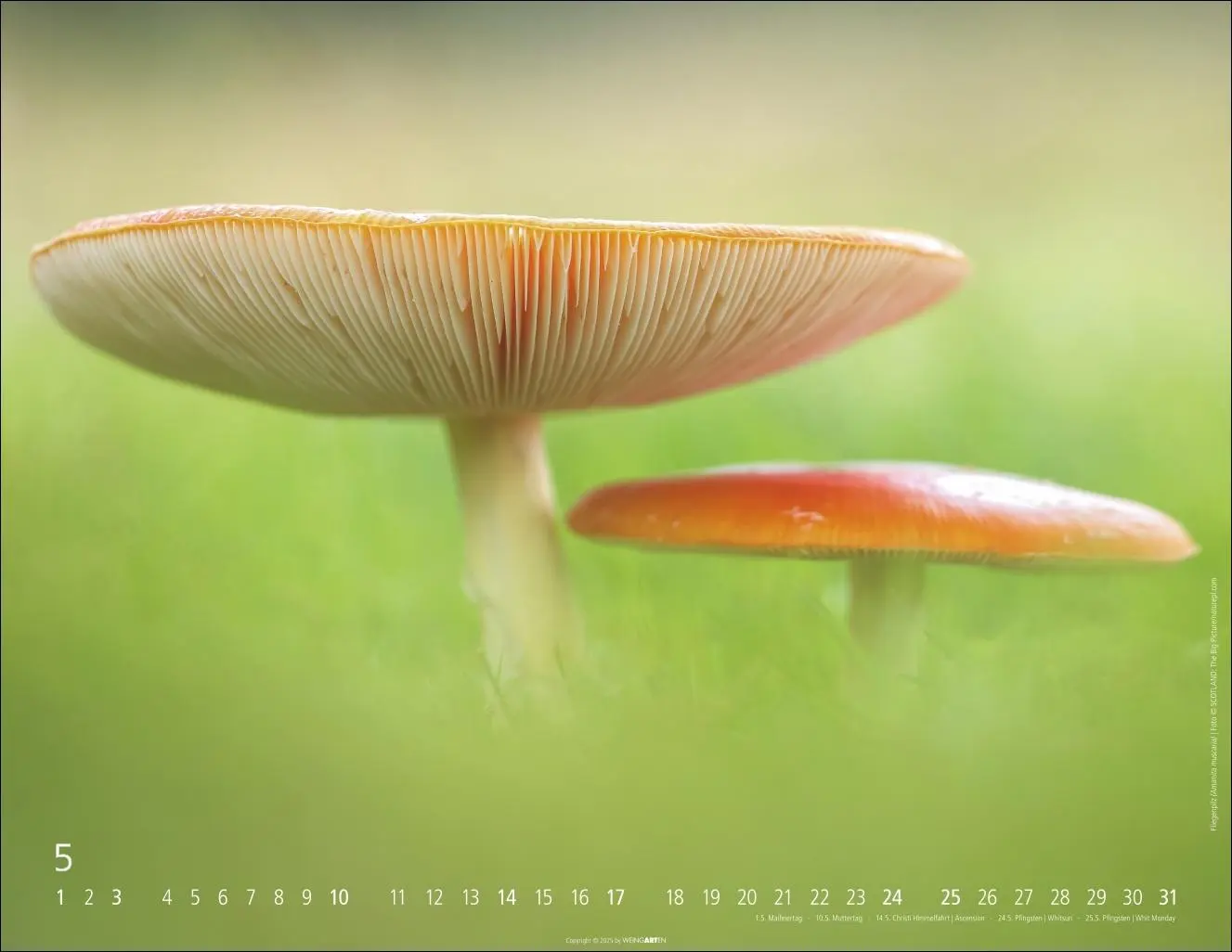 Bild: 9783839903100 | Wunderwelt der Pilze Kalender 2026 | Kalender | 14 S. | Deutsch | 2026