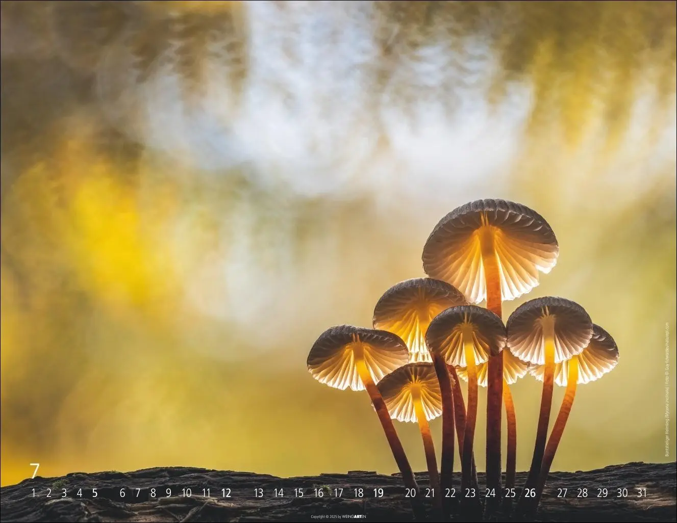 Bild: 9783839903100 | Wunderwelt der Pilze Kalender 2026 | Kalender | 14 S. | Deutsch | 2026